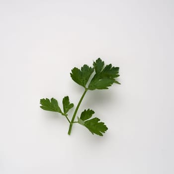 Petroselinum crispum, one- to two-year-old plant umbrella family Umbelliferae. Celery odorous, or Celery fragrant Apium graveolens is a biennial plant Apiaceae, a vegetable crop. White background