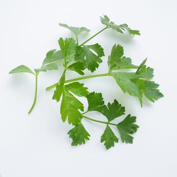 Petroselinum crispum, one- to two-year-old plant umbrella family Umbelliferae. Celery odorous, or Celery fragrant Apium graveolens is a biennial plant Apiaceae, a vegetable crop. White background