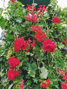 Blooming red and pink ivy geranium pelargonium in the vertical design of landscaping of streets and parks. Beautiful large pelargonium geranium flowers green leaves. Floriculture and horticulture