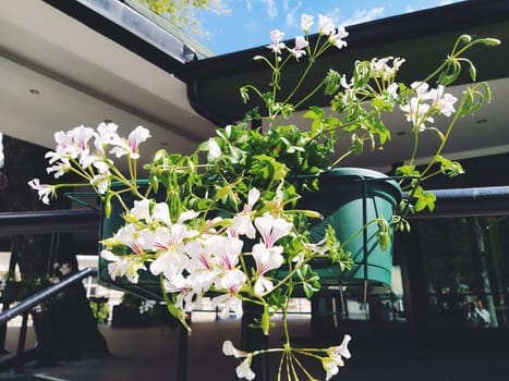 Pelargonium is a genus of plants in the family Geraniumaceae. White ivy geranium with red veins on petals. Flower box. Decoration of balconies, windows, facades of houses, streets, lawns. Cranesbill