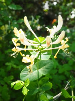 Honeysuckle blooms in the garden. White and yellow flowers of Lonicera Caprifolium against of green leaves. Floriculture and horticulture. Arching shrubs or twining vines in the family Caprifoliaceae