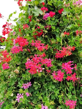 Blooming red and pink ivy geranium pelargonium in the vertical design of landscaping of streets and parks. Beautiful large pelargonium geranium flowers green leaves. Floriculture and horticulture