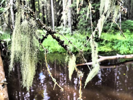 Taiga biome dominated by coniferous forests. Picea spruce, coniferous evergreen trees in the Pine family Pinaceae. Russia, Karelia. Forest river Orzega. Stone natural rapids, rusty ferruginous water