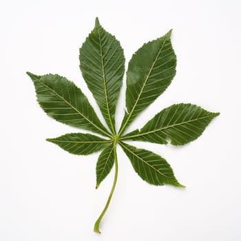 Chestnut leaf on a white background. The leaves are large, 7 - palmate, opposite, with long petioles. Horse chestnut, acorn, esculus Aesculus, a genus of plants in the Sapindaceae family Sapindaceae