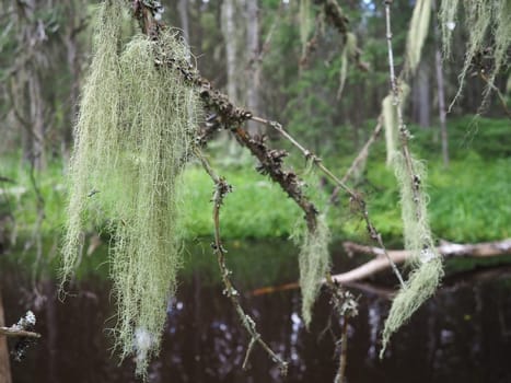 Taiga biome dominated by coniferous forests. Picea spruce, coniferous evergreen trees in the Pine family Pinaceae. Russia, Karelia. Forest river Orzega. Stone natural rapids, rusty ferruginous water