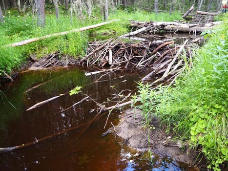 A beaver dam erected by beavers on a river or stream to protect against predators and to facilitate foraging during the winter. The dam materials are wood, branches, leaves, grass, silt, mud, stones.