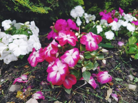Petunia is a genus of herbaceous or semi-shrub perennial plants of the Solanaceae family. An ornamental variety grown as an annual, Petunia hybrida, or Petunia garden. White and pink striped flowers.