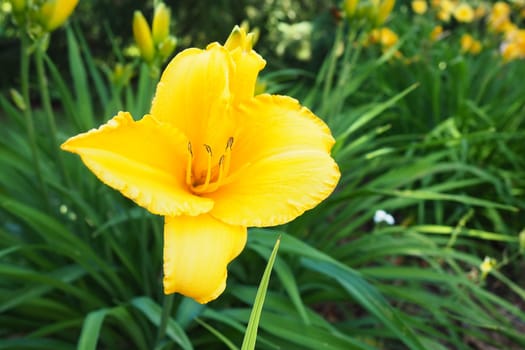 Daylily, or beautiful lemon-yellow, is a beautifully flowering perennial herbaceous plant. Long thin green leaves. Flowering as a hobby. Hemerocallis lilioasphodelus yellow variety