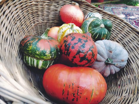 A gray pumpkin and several orange pumpkins in a wicker basket. Botanical variety of pumpkins. Vegetable harvest zucchini and squash. Halloween symbol. Allhalloween, All Hallows Eve, or All Saints Eve