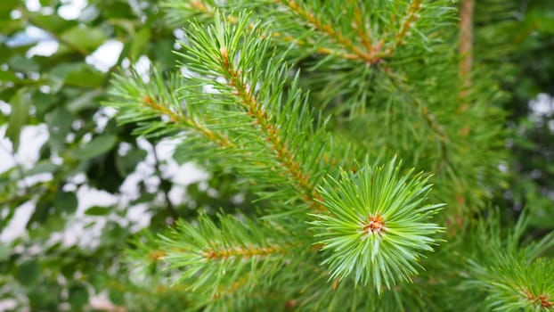 Pine branches at the golden hour in the evening. Pinus pine, a genus of conifers and shrubs in the pine family Pinaceae. Wildlife taiga of Karelia in summer