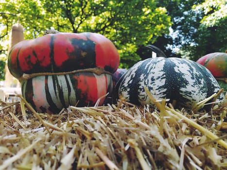 Gray pumpkin and several orange pumpkins on straw. Botanical variety of pumpkins. Vegetables zucchini and squash. Halloween symbol. Autumn harvest. Allhalloween, All Hallows Eve, or All Saints Eve.