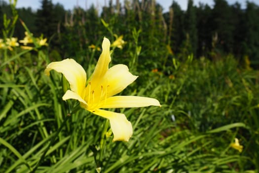 Daylily, or beautiful lemon-yellow, is a beautifully flowering perennial herbaceous plant. Long thin green leaves. Flowering as a hobby. Hemerocallis lilioasphodelus yellow variety