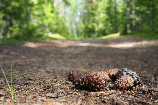 Pine or spruce cones lie on old dried up foliage and on pine needles. close-up. Forest path in a coniferous forest. Green trees in the background. The theme of ecology and forest conservation.