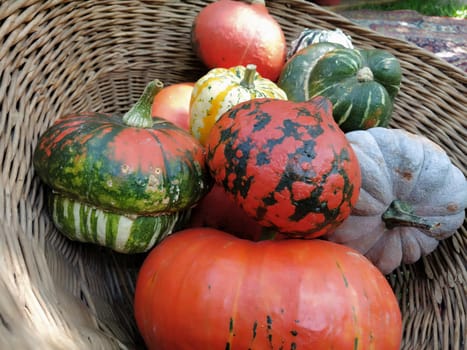 A gray pumpkin and several orange pumpkins in a wicker basket. Botanical variety of pumpkins. Vegetable harvest zucchini and squash. Halloween symbol. Allhalloween, All Hallows Eve, or All Saints Eve