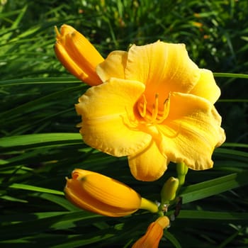 Daylily, or beautiful lemon-yellow, is a beautifully flowering perennial herbaceous plant. Long thin green leaves. Flowering as a hobby. Hemerocallis lilioasphodelus yellow variety