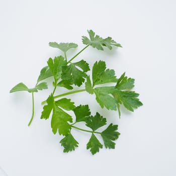 Petroselinum crispum, one- to two-year-old plant umbrella family Umbelliferae. Celery odorous, or Celery fragrant Apium graveolens is a biennial plant Apiaceae, a vegetable crop. White background