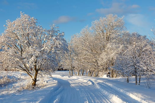 Winter landscape. Winter road and trees covered with snow. High quality photo