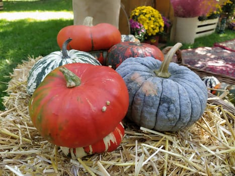 Gray pumpkin and several orange pumpkins on straw. Botanical variety of pumpkins. Vegetables zucchini and squash. Halloween symbol. Autumn harvest. Allhalloween, All Hallows Eve, or All Saints Eve.
