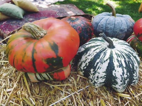 Gray pumpkin and several orange pumpkins on straw. Botanical variety of pumpkins. Vegetables zucchini and squash. Halloween symbol. Autumn harvest. Allhalloween, All Hallows Eve, or All Saints Eve.