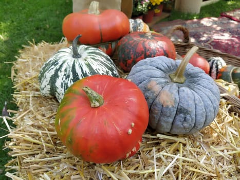 Gray pumpkin and several orange pumpkins on straw. Botanical variety of pumpkins. Vegetables zucchini and squash. Halloween symbol. Autumn harvest. Allhalloween, All Hallows Eve, or All Saints Eve.