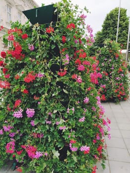 Blooming red and pink ivy geranium pelargonium in the vertical design of landscaping of streets and parks. Beautiful large pelargonium geranium flowers green leaves. Floriculture and horticulture