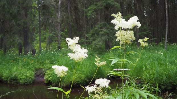 Filipendula vulgaris, commonly known as dropwort or fern-leaf dropwort, is a perennial herbaceous plant in the family Rosaceae, closely related to meadowsweet Filipendula ulmaria