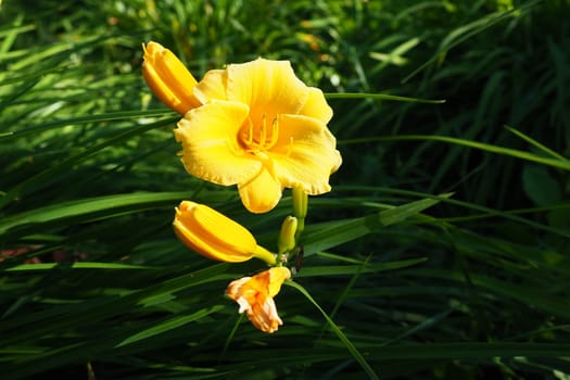 Daylily, or beautiful lemon-yellow, is a beautifully flowering perennial herbaceous plant. Long thin green leaves. Flowering as a hobby. Hemerocallis lilioasphodelus yellow variety