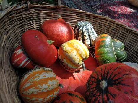 A gray pumpkin and several orange pumpkins in a wicker basket. Botanical variety of pumpkins. Vegetable harvest zucchini and squash. Halloween symbol. Allhalloween, All Hallows Eve, or All Saints Eve