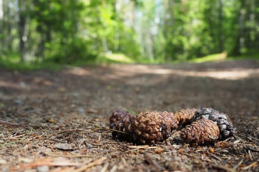 Pine or spruce cones lie on old dried up foliage and on pine needles. close-up. Forest path in a coniferous forest. Green trees in the background. The theme of ecology and forest conservation.
