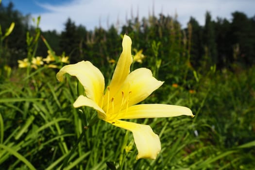 Daylily, or beautiful lemon-yellow, is a beautifully flowering perennial herbaceous plant. Long thin green leaves. Flowering as a hobby. Hemerocallis lilioasphodelus yellow variety