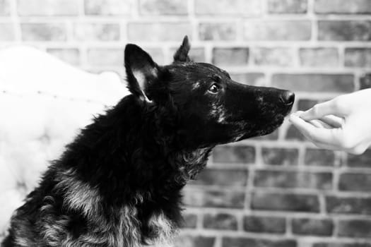 Woman feeding mudi dog on a studio or at home, closeup