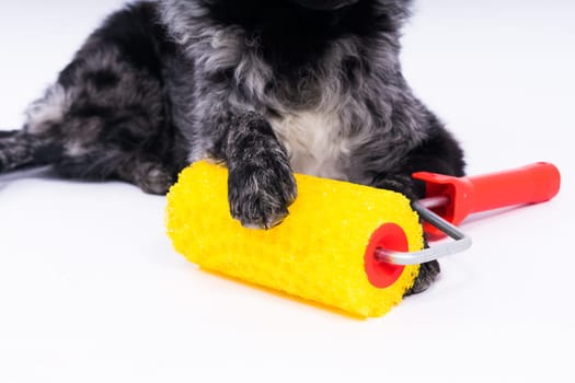 Man painting his dog doing renovation work in room. Good relationship between dog and his owner