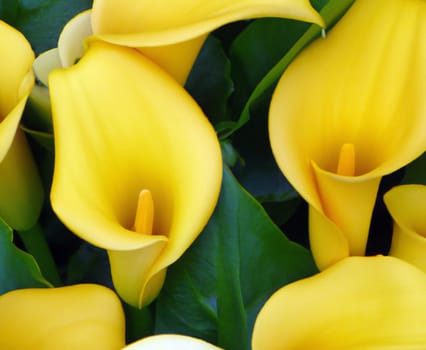 Lovely tender white callas with green leaves. Greeting card or label for product with calla lily scent. Zantedeschia, calla. Pistil-cob.