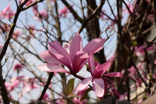 Beautiful magnolia tree blossom in spring. Pink magnolia flowers on a tree branch.
