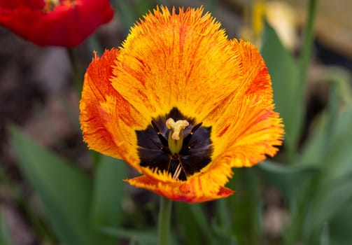 Yellow and orange tulips flowers blooming in a garden
