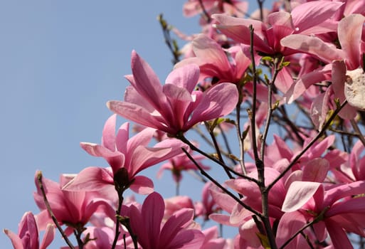 Beautiful magnolia tree blossom in spring. Pink magnolia flowers on a tree branch.