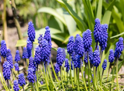 Grape Hyacinth Muscari Armeniacum Flowering In Early Spring.