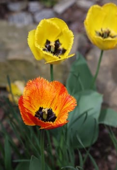 Yellow and red tulips flowers blooming in a garden