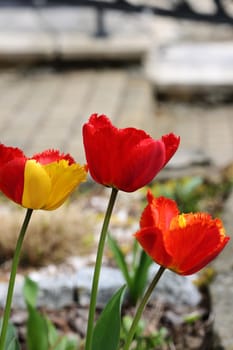 Yellow and red tulips flowers blooming in a garden