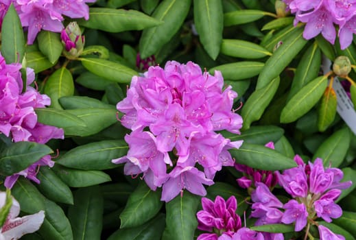Beautiful blooming pink azalea flowers in garden