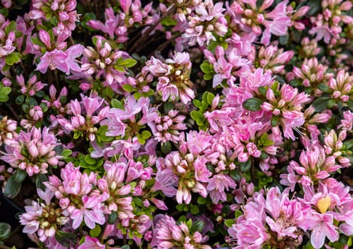 Beautiful blooming pink azalea flowers in garden