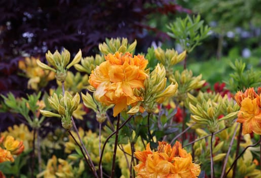 Beautiful blooming yellow azalea flowers in garden