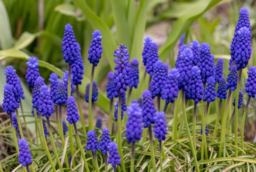 Grape Hyacinth Muscari Armeniacum Flowering In Early Spring.