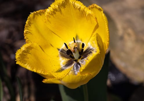 Yellow tulip flower blooming in a garden