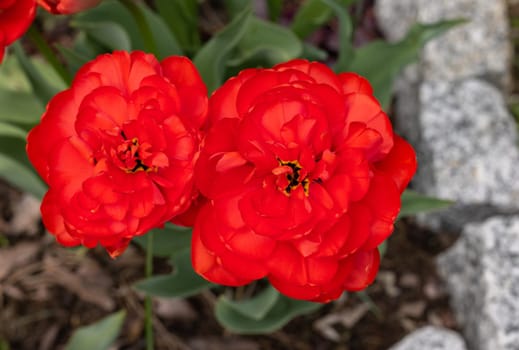 red tulips flowers blooming in a garden