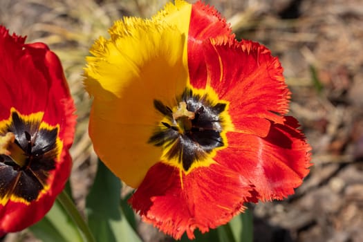 Yellow and red tulips flowers blooming in a garden