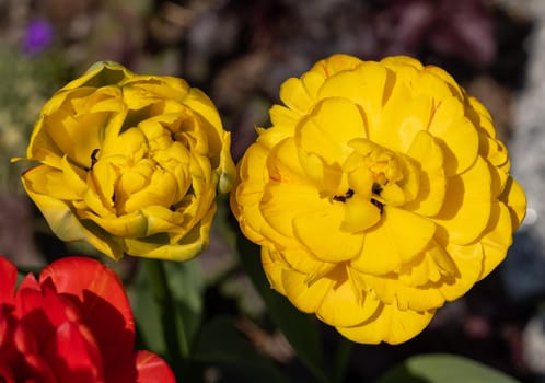 Yellow and red tulips flowers blooming in a garden