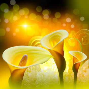Lovely tender yellow callas with orange-yellow bokeh.. Greeting card or label for product with calla lily fragrance. Zantedeschia, calla. Pistil-cob.