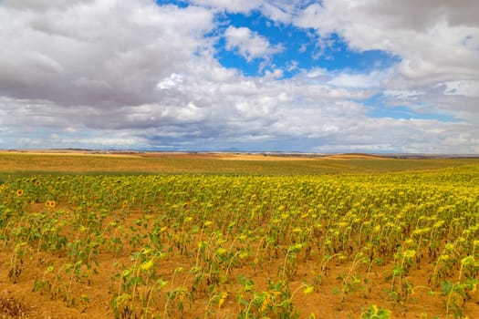 Field of sunflowers on the camino de santiago, Navarra, Spain