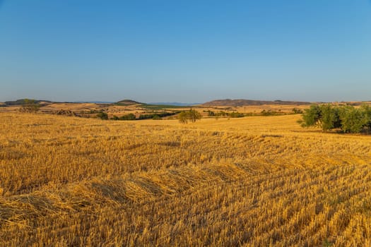view of a crop field in the north of Spain